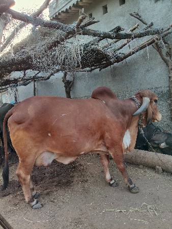 थंबनेल 2