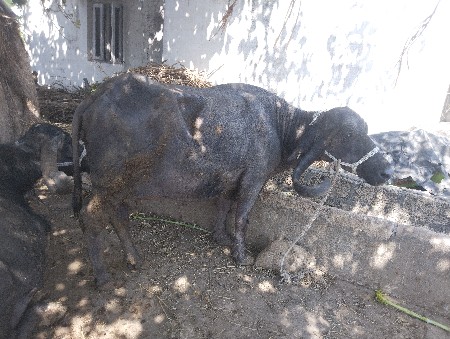 ભેંસ વેચવાની છે.