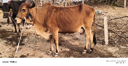 थंबनेल 3