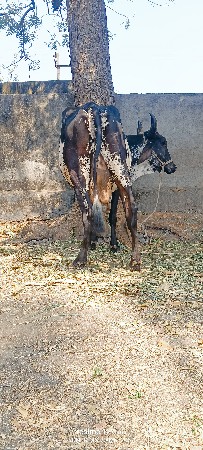 થંબનેલ 5