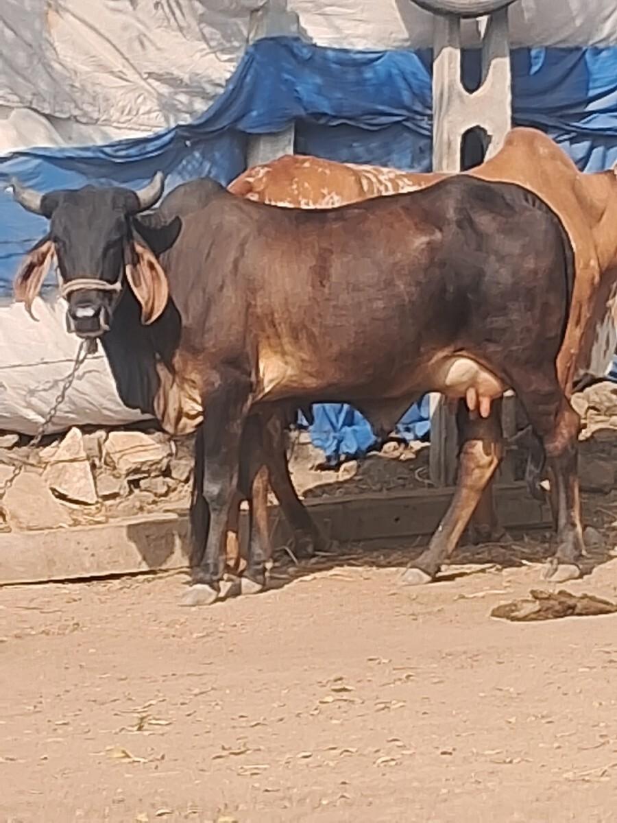ગાય વેચવાની છે.