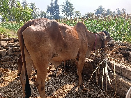 આ બળદ વેચવાનો છે