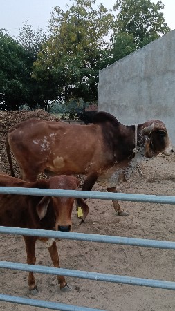 ગીર ખુંટ