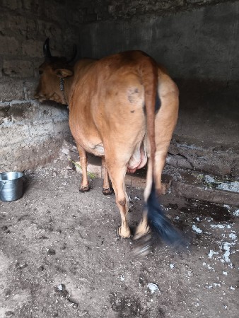 આ ગાય વેચવાની છે