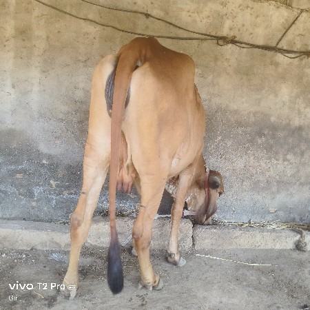 થંબનેલ 3