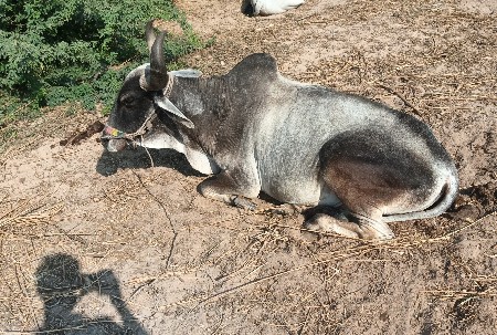 थंबनेल 2