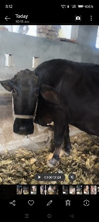 આ ગાય વૅશવાની છૅ