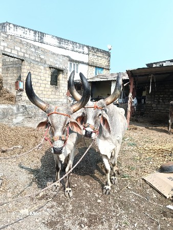 थंबनेल 2