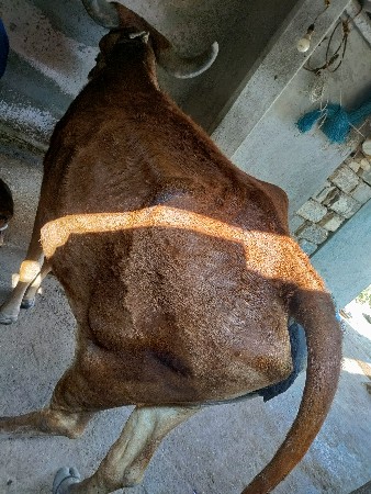 थंबनेल 3