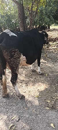 hf ગાય વેચવા ની સે
