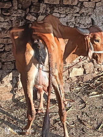 થંબનેલ 4