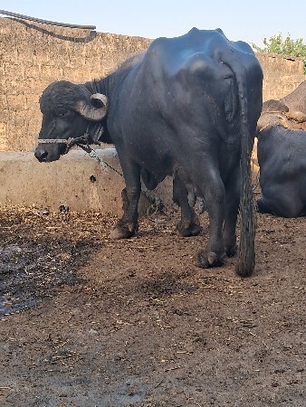 थंबनेल 2