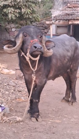 ખડેલી વેચવાની છે