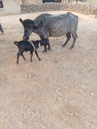 પેલું વેતર ખડેલી વેચવાની છે