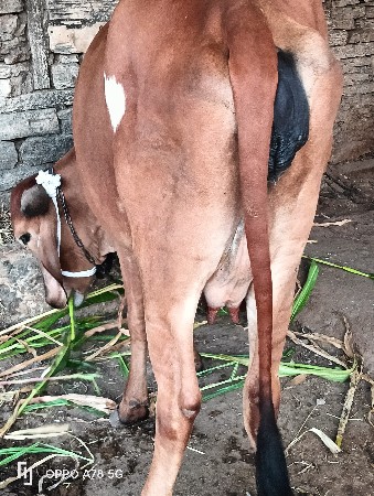 थंबनेल 3