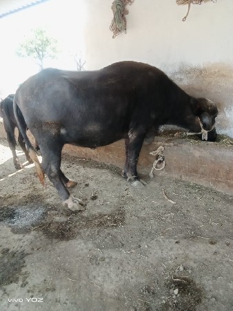 थंबनेल 3