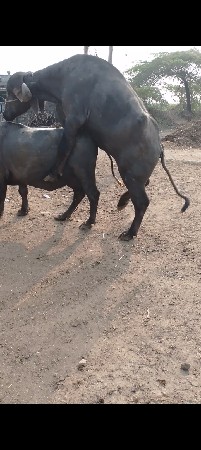 થંબનેલ 3