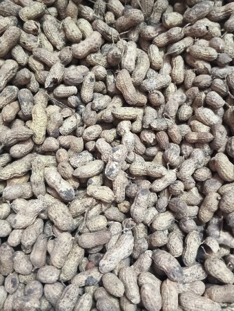 મઞફલી વેચવાની છે