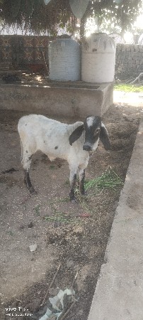 थंबनेल 3