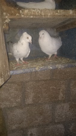 थंबनेल 2