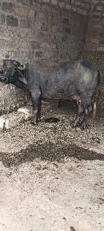 ૧ વેતરની ખડાય વેશવાની છે