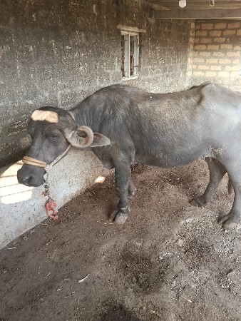 bhes vecavani che 1 mahini