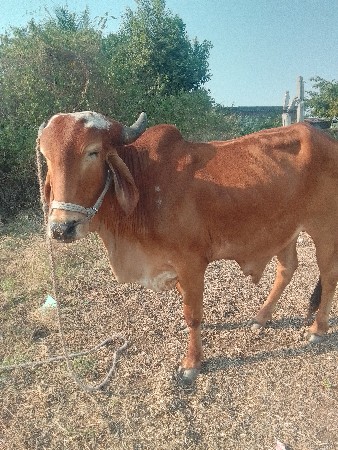 બળદ વેચવા નો છે.