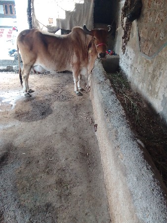 4, ઞાય વેશવાની છે