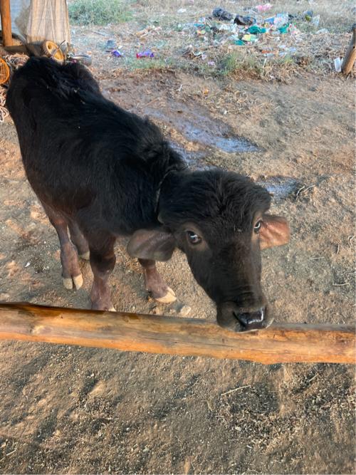 थंबनेल 3