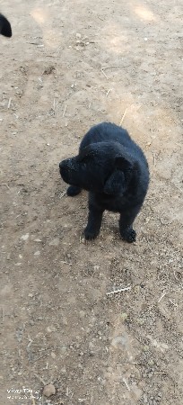 લેબ્રાડોગ 3 કૂતરી  સે