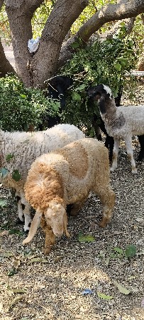 थंबनेल 2