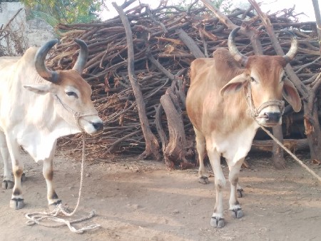 બળદ વેચવાના છે.