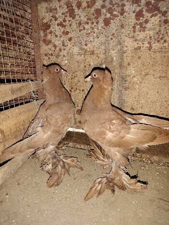 થંબનેલ 2