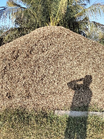 માડવિયુ વેચવાનુ છે