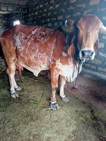 ગાય વેચવાની છે   કિમંત ૧૦૦૦૦૦