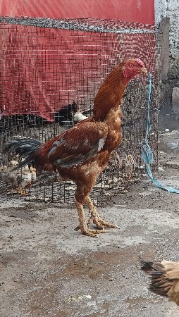 थंबनेल 3