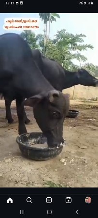 ખડેલી વેચવાની છે