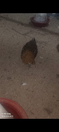 Desi murghi na baccha vechav che