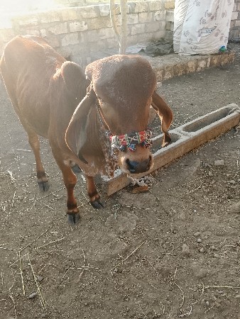 વાસડી વેસવાની છે