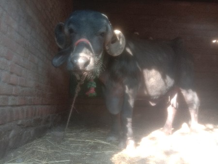 ભેંસ વેચવાની છે