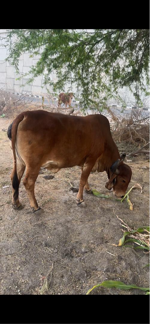 થંબનેલ 3