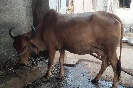 3 વેતર 4 મહિના ગાભણી છે