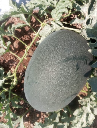 થંબનેલ 3