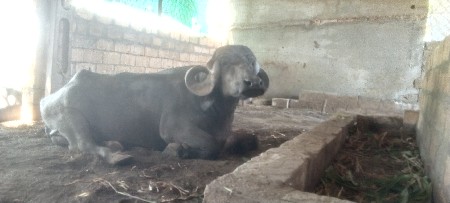 ભેંશ  વેચવાની છે