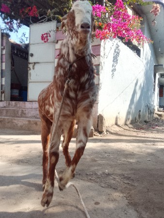 બકરો વેચવાનો છે