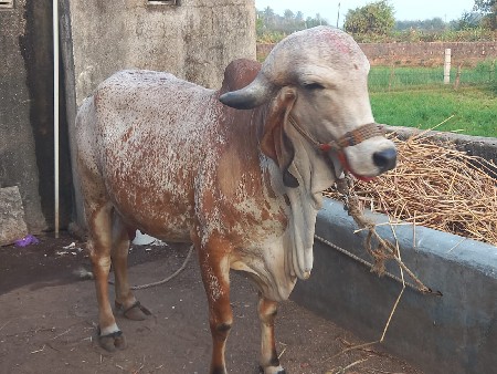 ગાય વેચવાની છે