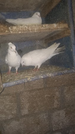 थंबनेल 3