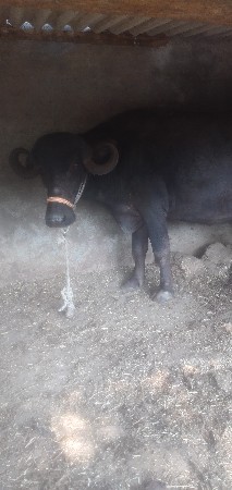 थंबनेल 3