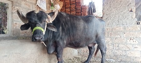 थंबनेल 2