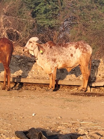 ગીર હોડકી વેચવા ની છે